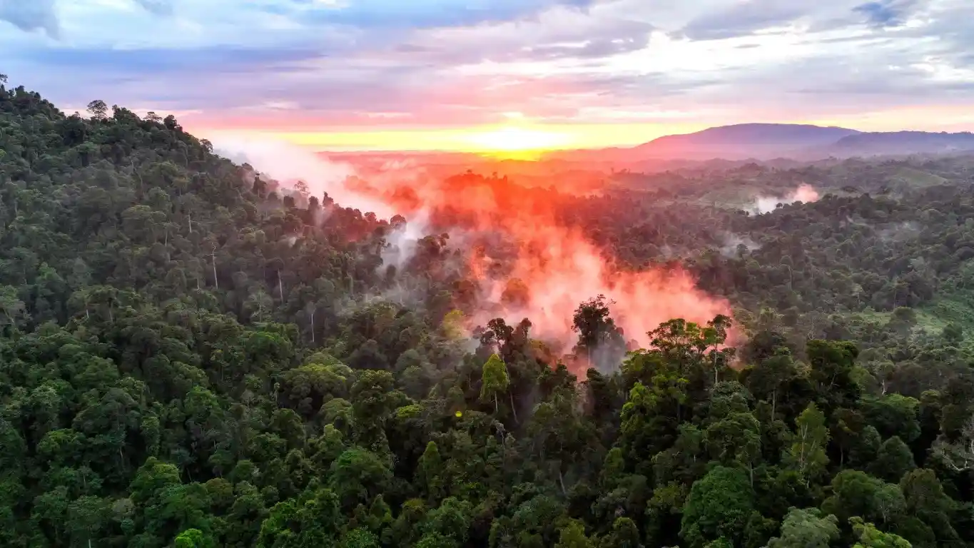 Flyer Drones Hutan Aceh Tamiang