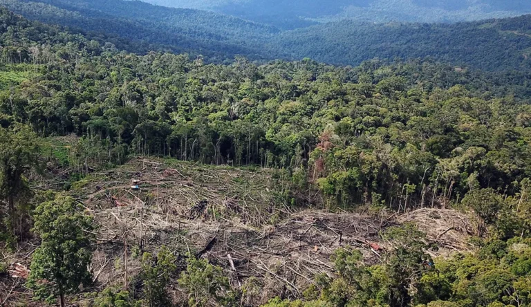 HAKA : Aceh Kehilangan Tutupan Hutan 8.906 Hektare dalam Setahun