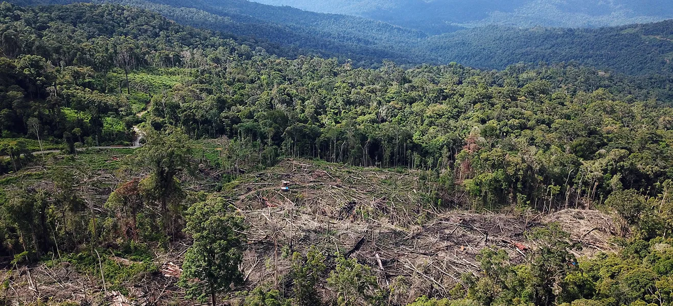 HAKA : Aceh Kehilangan Tutupan Hutan 8.906 Hektare dalam Setahun
