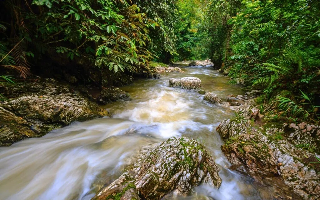 Leuser Ecosystem