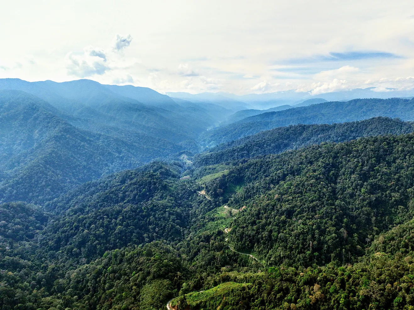 Aceh Forest
