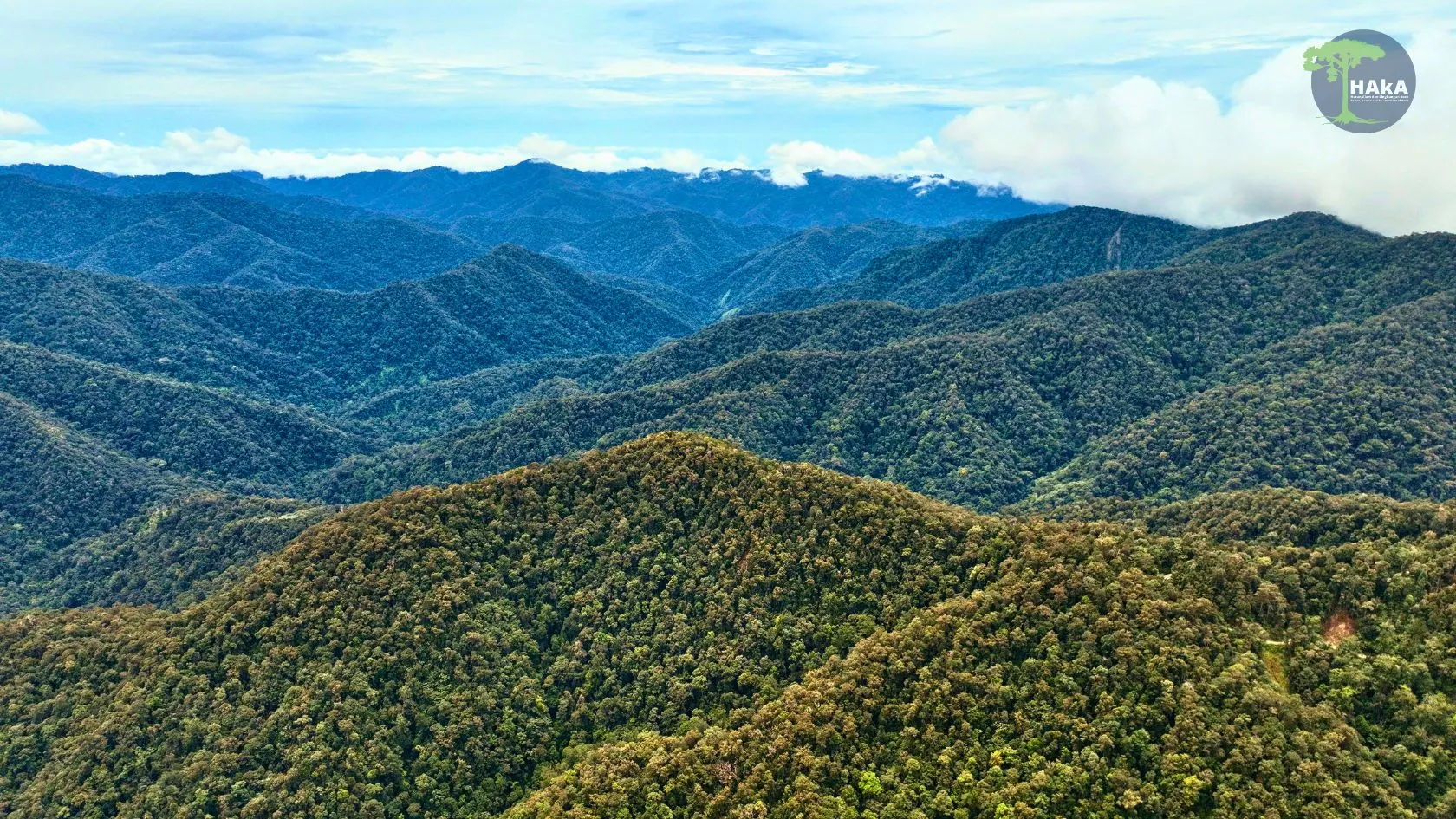 Hutan Aceh