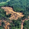 Deforestasi Aceh