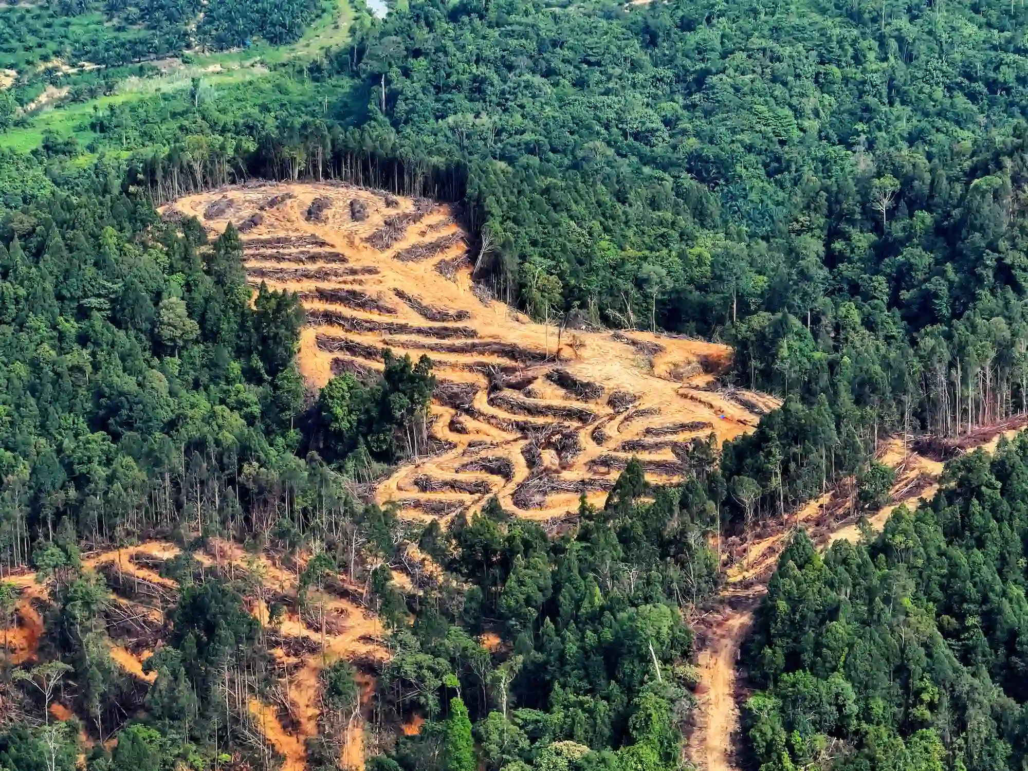 Deforestasi Aceh