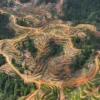 Deforestasi Hutan Aceh