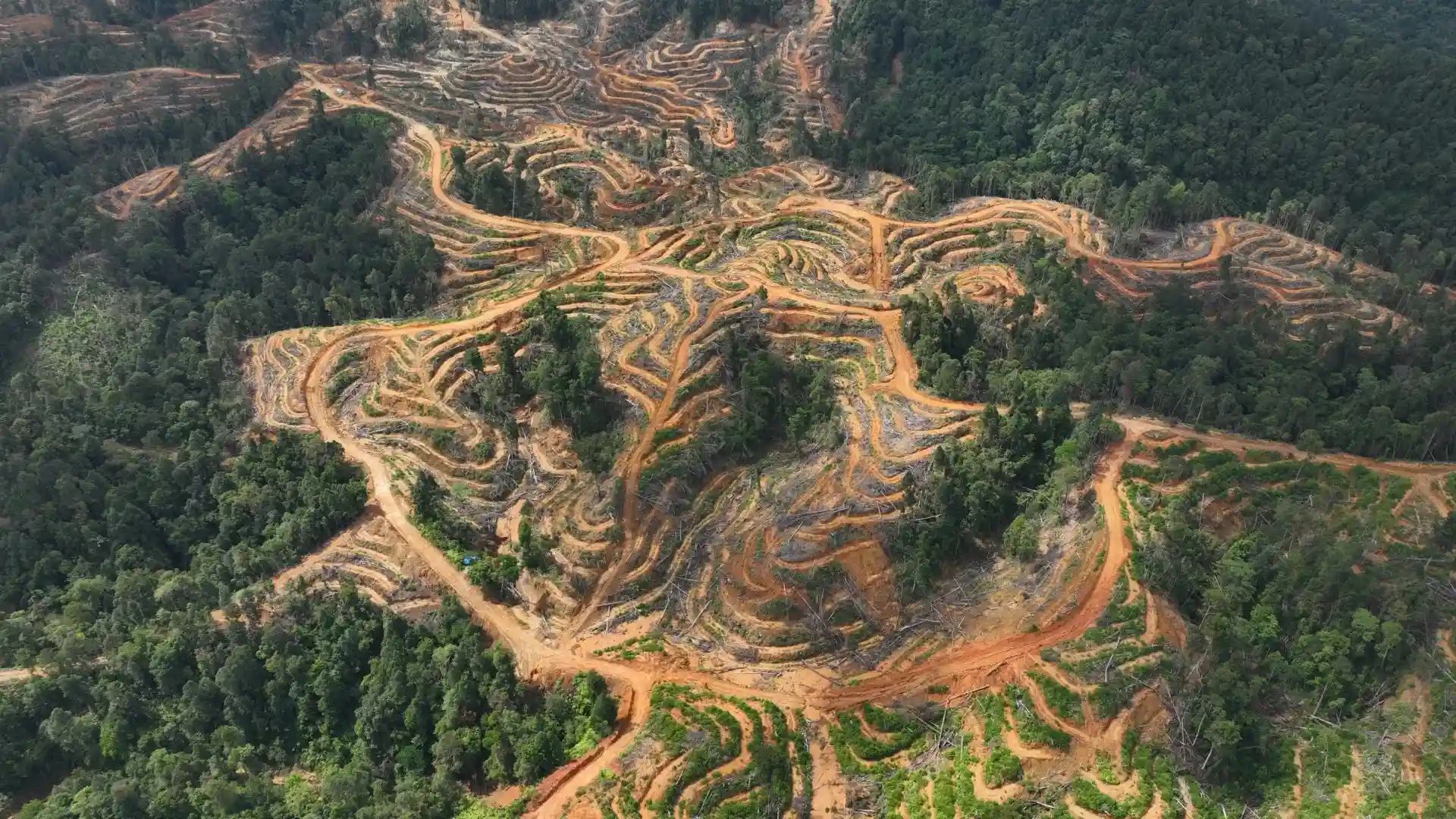 Deforestation in Aceh