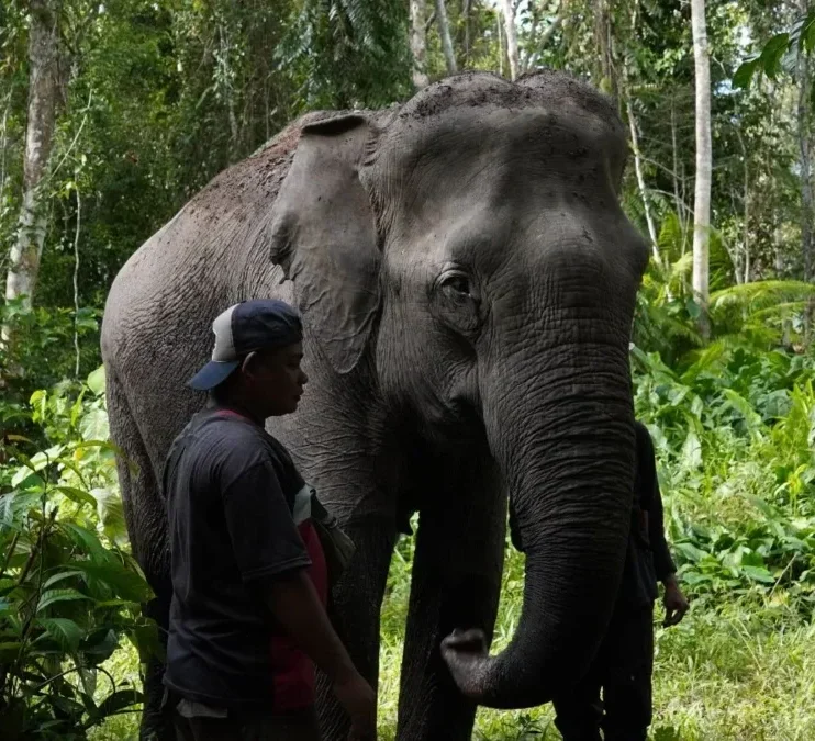 Sumatran elephant