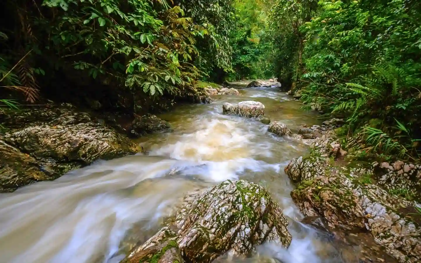 Sungai dalam Hutan Aceh