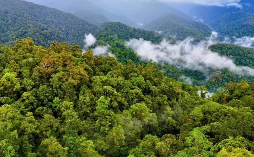 Leuser Ecosystem