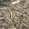 Piles of Flood-Remaining Logs in Geudumbak Village, Langkahan, Aceh Utara