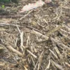 Tumpukan Gelondongan Kayu Sisa Banjir di Desa Geudumbak, Langkahan, Aceh Utara