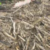 Piles of Flood-Remaining Logs in Geudumbak Village, Langkahan, Aceh Utara