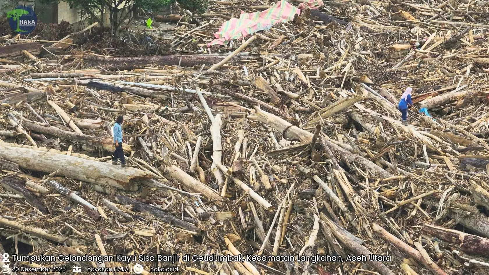 Tumpukan Gelondongan Kayu Sisa Banjir di Desa Geudumbak, Langkahan, Aceh Utara
