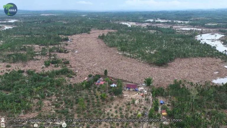 Piles of Flood-Remaining Logs in Geudumbak Village, Langkahan, Aceh Utara