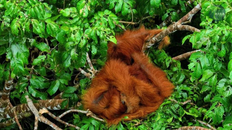 Orangutan Sumatera