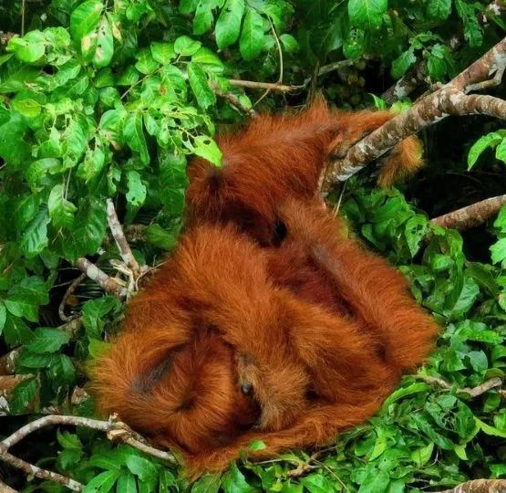 Orangutan Sumatera