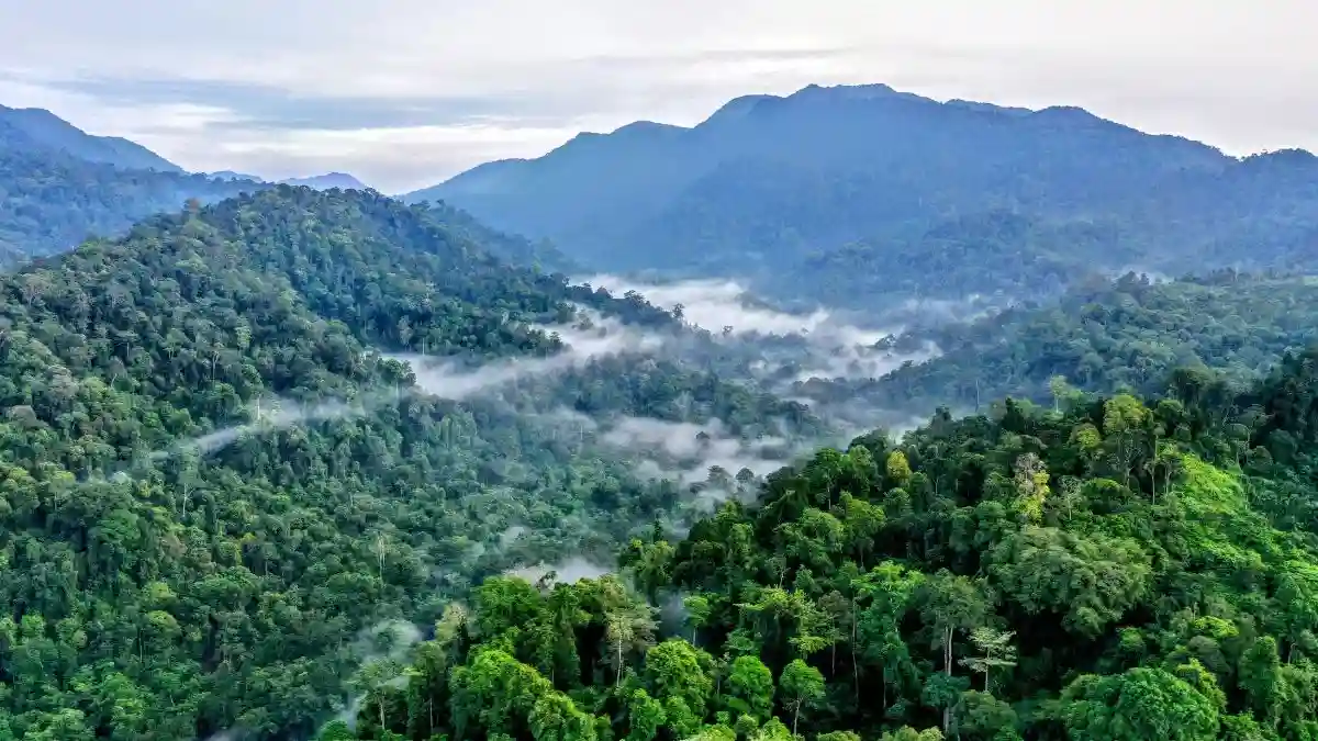 Flyer Hutan dalam Pidato