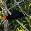 Hornbill Flyer