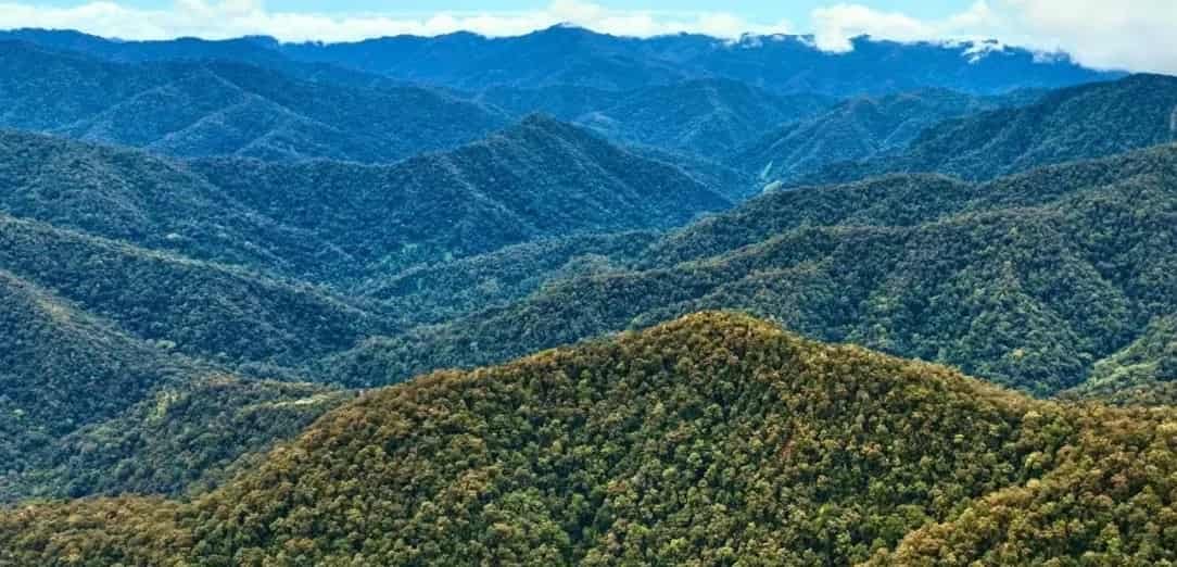 Flyer Hutan Leuser