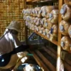 Utilization of the Mushroom House of the Cendana Group