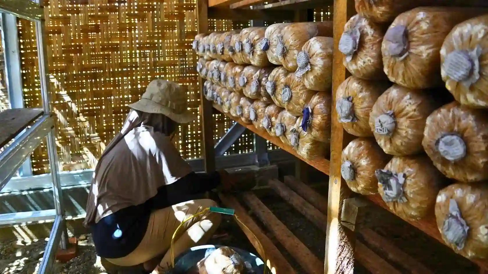 Flyer Pemanfaatan Rumah Jamur Kelompok Cendana 6