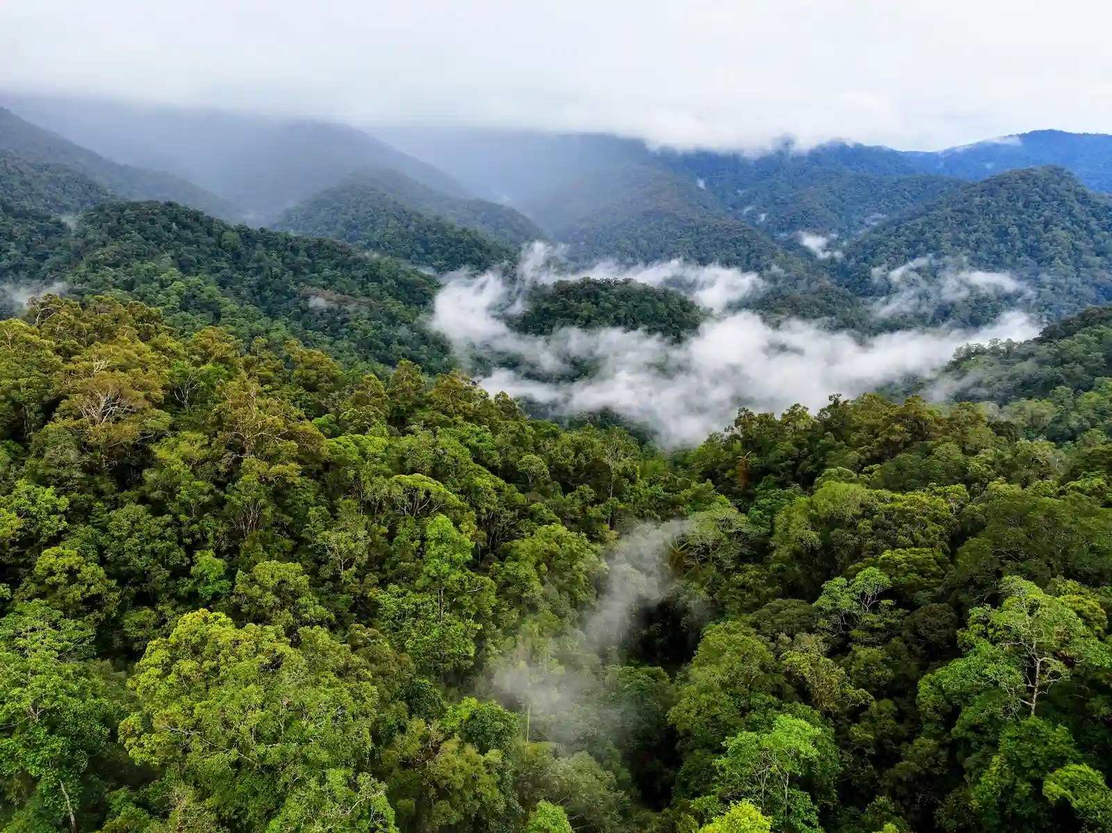 Aceh Forest