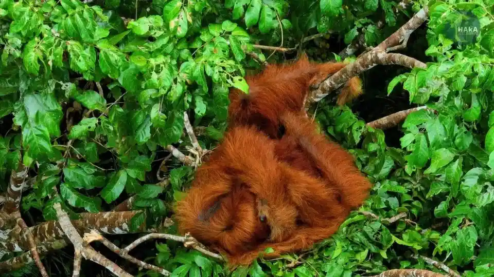 Orangutan-Sumatera