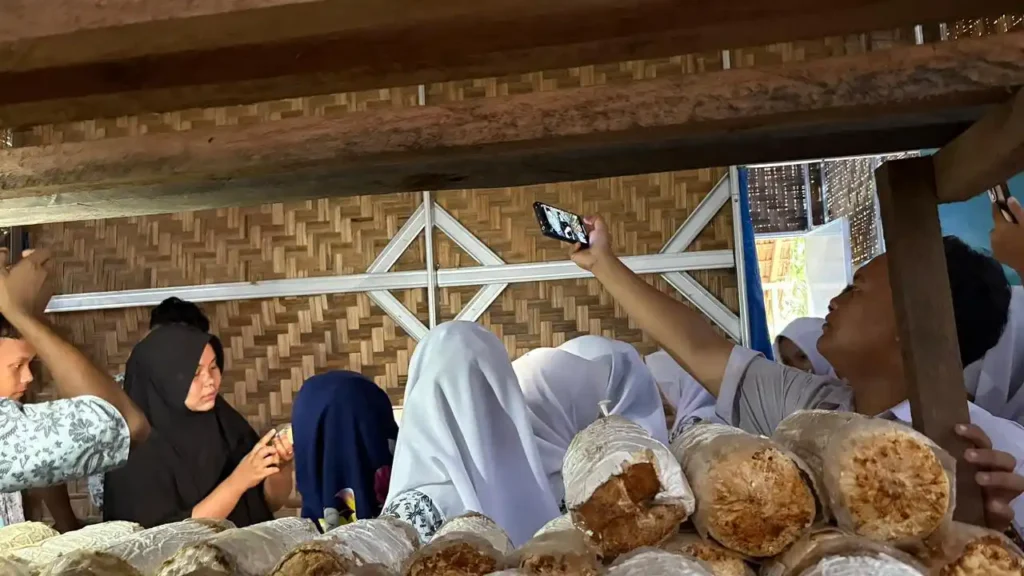 SMAN 1 Tenggulun Belajar Jamur
