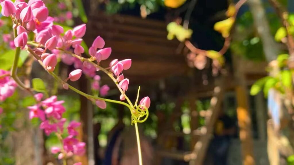 Studi Banding Linot Lestasi ke Jantho 1