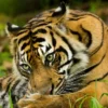 Flyer Harimau