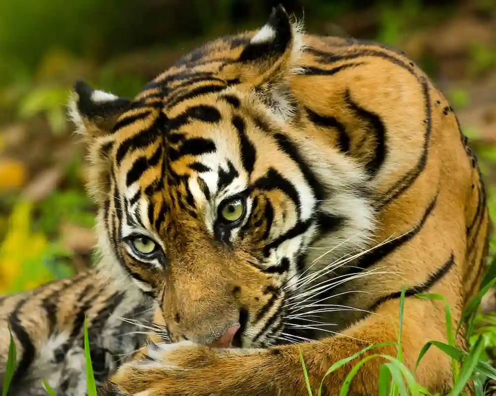 Flyer Harimau
