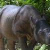 1 - Sumatran Rhino CREDIT to Junaidi Hanafiah