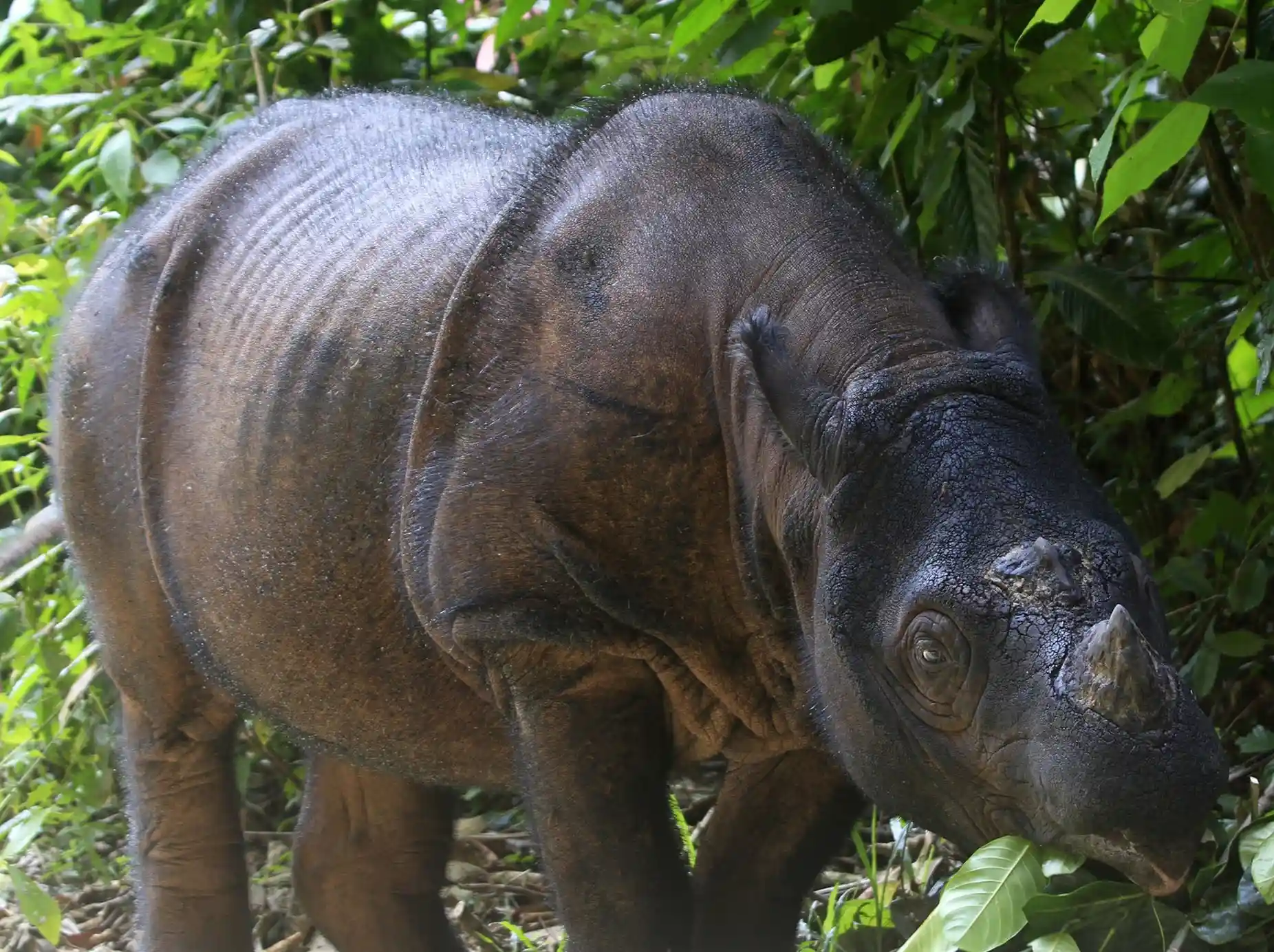Badak Sumatera, Spesies yang Terancam Punah