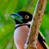 Black and yellow broadbill
