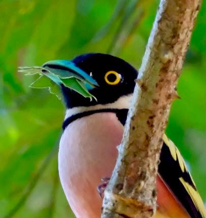 Black and yellow broadbill