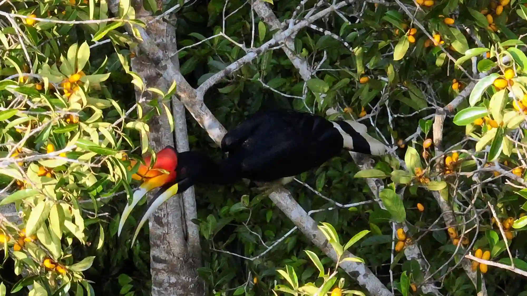 Burung Rangkong