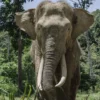 Elephant Ruben Hoekstra