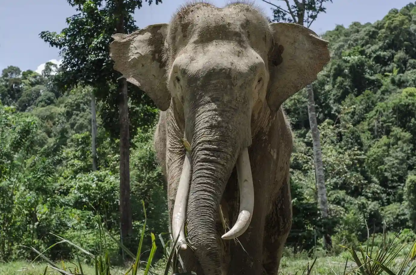 Elephant Ruben Hoekstra