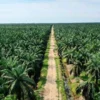 Palm Oil Plantation Flyer