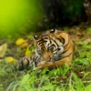 Harimau Sumatera Paul Hilton