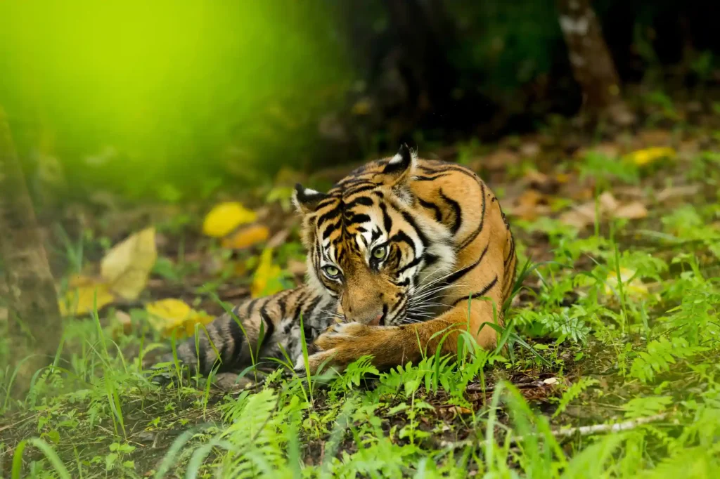 Harimau Sumatera Paul Hilton