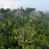 Hutan Aceh Dari Dekat