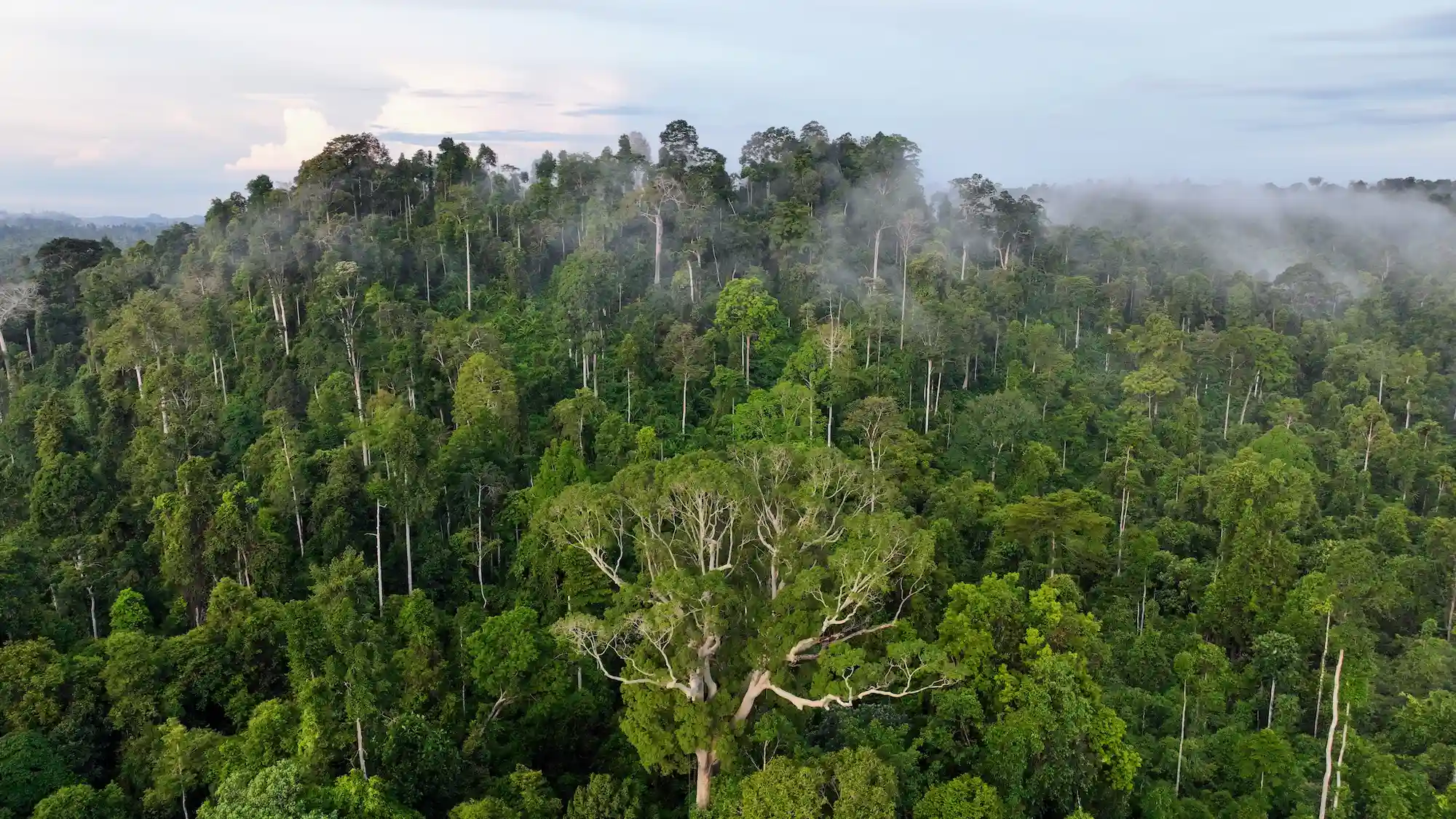 Hutan Aceh Dari Dekat