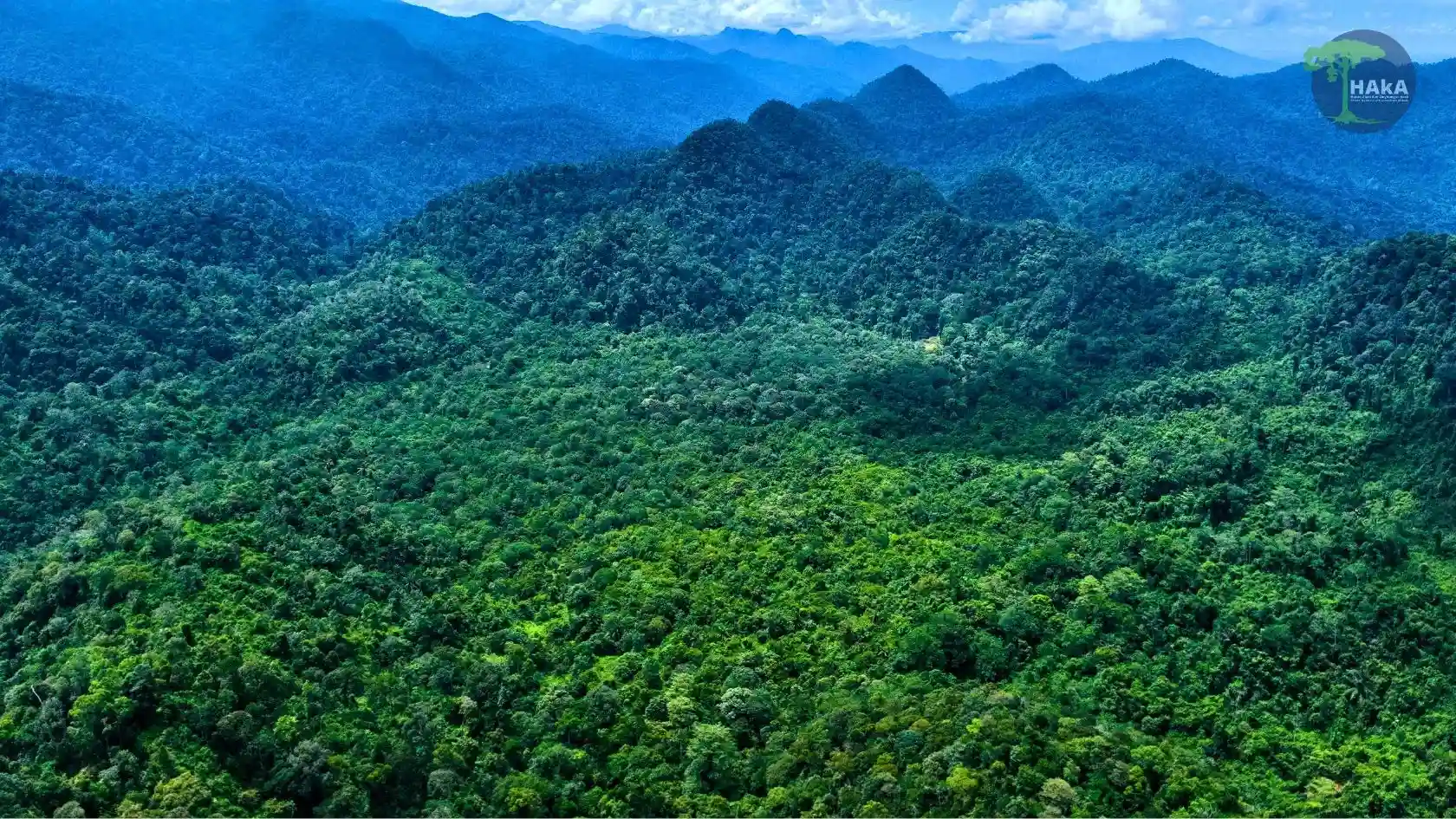 Ilustrai Hutan Desa Aceh