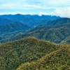 Illustration of an Aceh Customary Forest