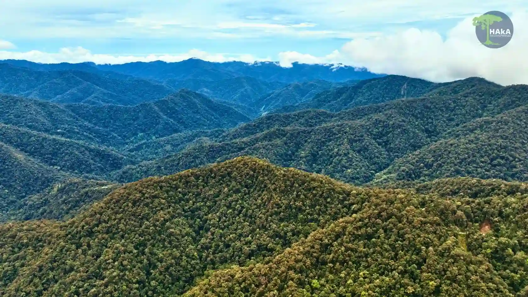 Ilustrasi Hutan Adat Aceh