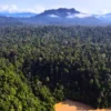 Ilustrasi Hutan Kemasyarakatan