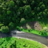 Ilustrasi Hutan Tanaman Rakyat