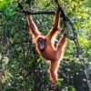 Orangutan Sumatera