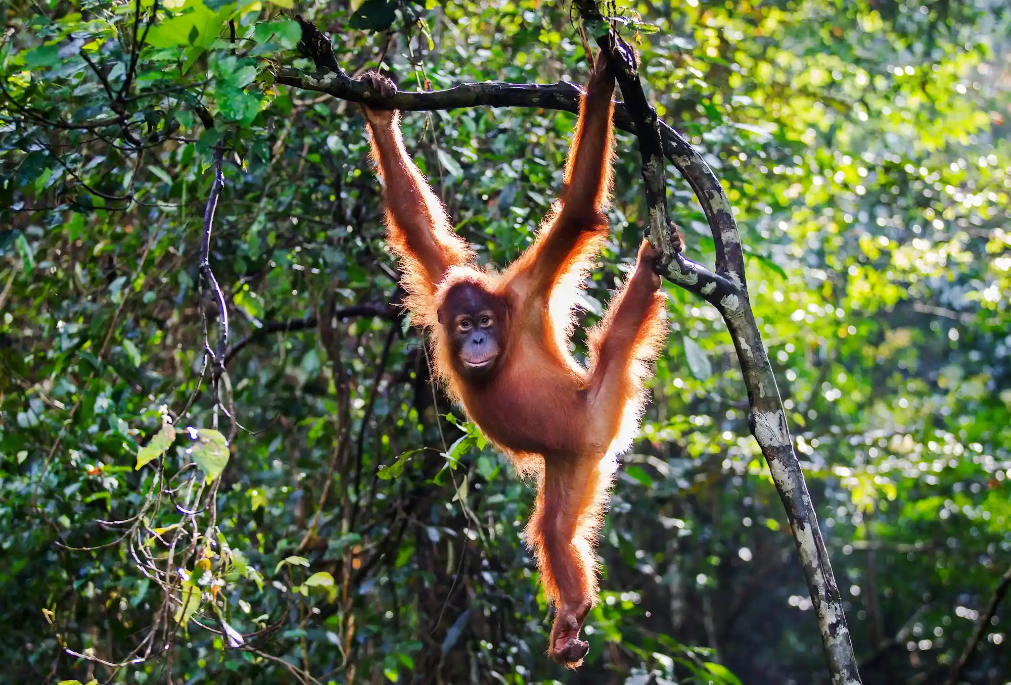 Orangutan Sumatera